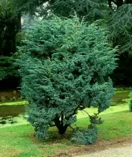       Juniperus squamata 'Meyeri'